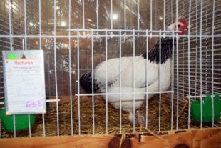 2024-10-21-NO-hv-Lokalschau-DSC_0976