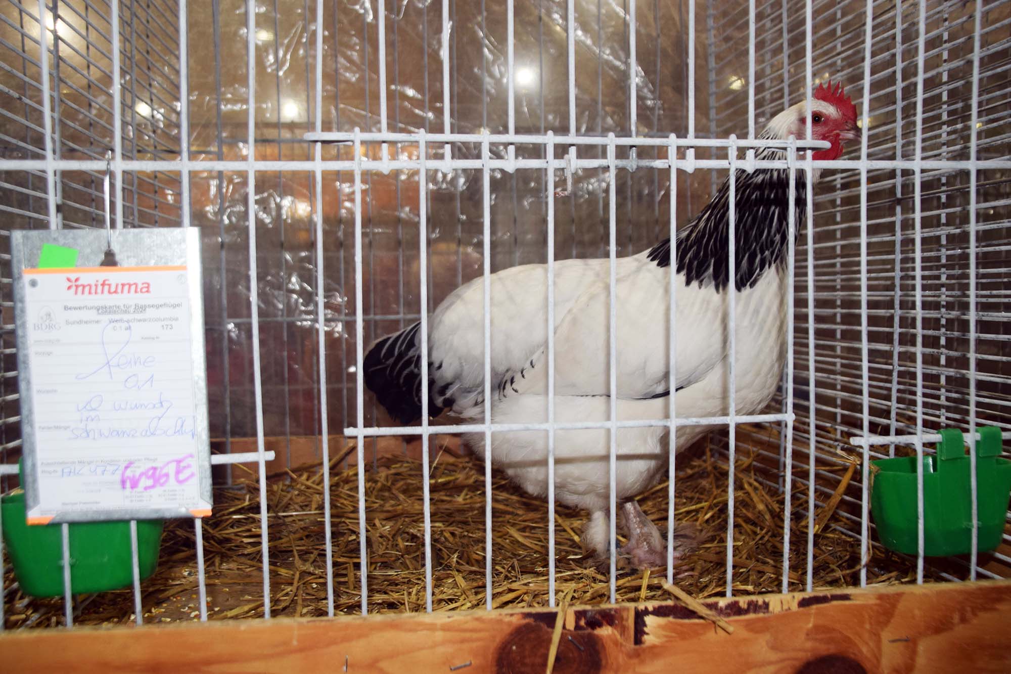 2024-10-21-NO-hv-Lokalschau-DSC_0976