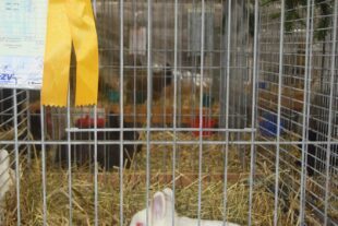 2024-10-21-NO-hv-Lokalschau-DSC_0980