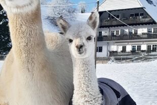 2024-11-15-BI-PB-privat-Alpakahof Bechererhof-1000125226
