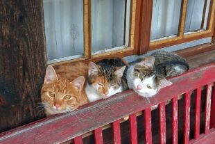 2024-12-4-ZE-UH-Manfred Hug Katzenkinder 20241127_150451