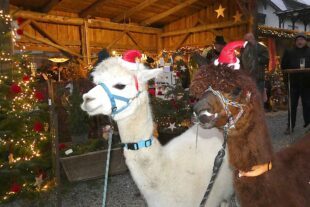 2024-12-6-BI-PB-bia- Weihnachtszauber-und-Lama-Duo 1b