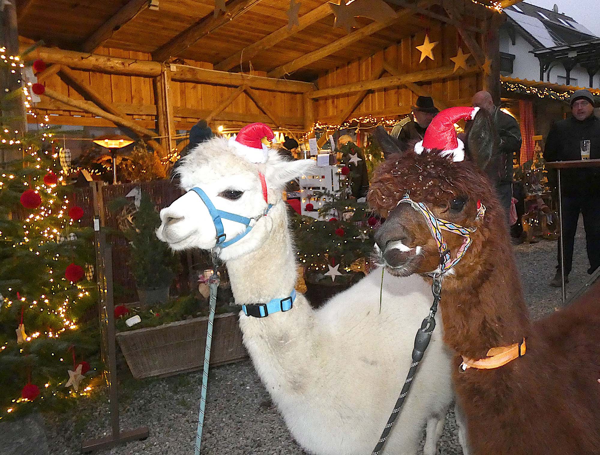 2024-12-6-BI-PB-bia- Weihnachtszauber-und-Lama-Duo 1b