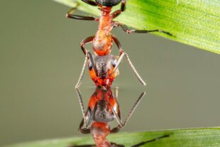 Red Wood Ant