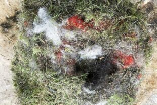 2025-2-12-OH-Franz Huber-SWV-Familienwanderung mit Nistkastenreinigung-Bild-06