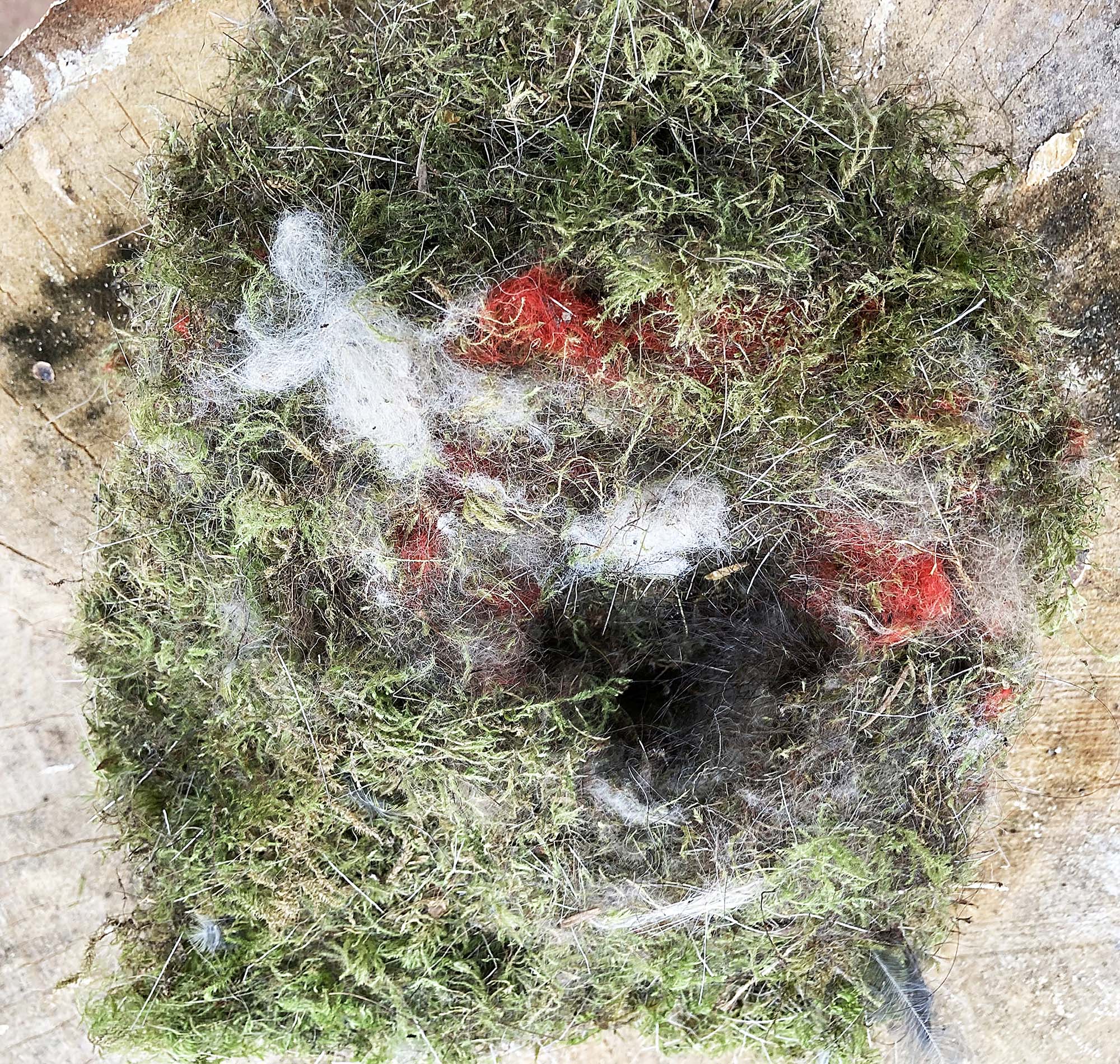 2025-2-12-OH-Franz Huber-SWV-Familienwanderung mit Nistkastenreinigung-Bild-06