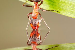 Red Wood Ant