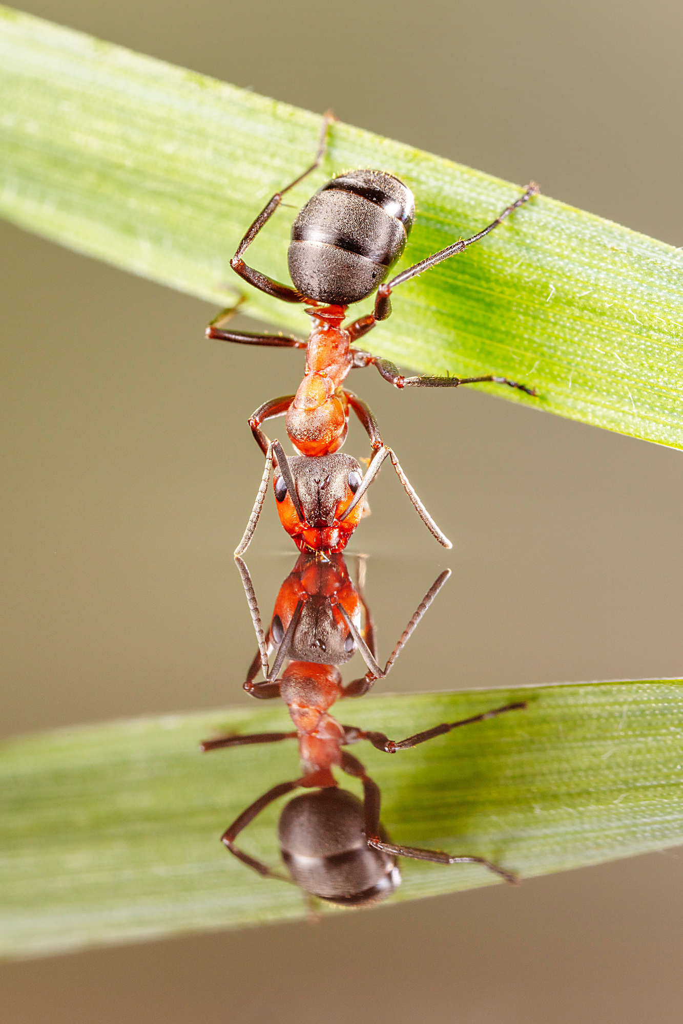 Red Wood Ant