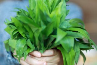 2024-3-1-OH-Tourist-Info-Bärlauch-IMG_1702