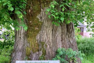 2025-5-16-OH-Franz Huber-Senioren-IMG_0772