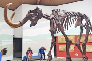 2025-5-23-ZE-UH-ibr-WuF-Radreise-Im Mamutmuseum in Siegstdorf