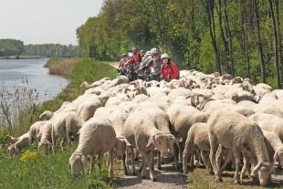 2025-5-5-NO-Martin Huber- Alpenverein Donautour E Bike Kein Durchkommen- Schafherde am Donauufer-min