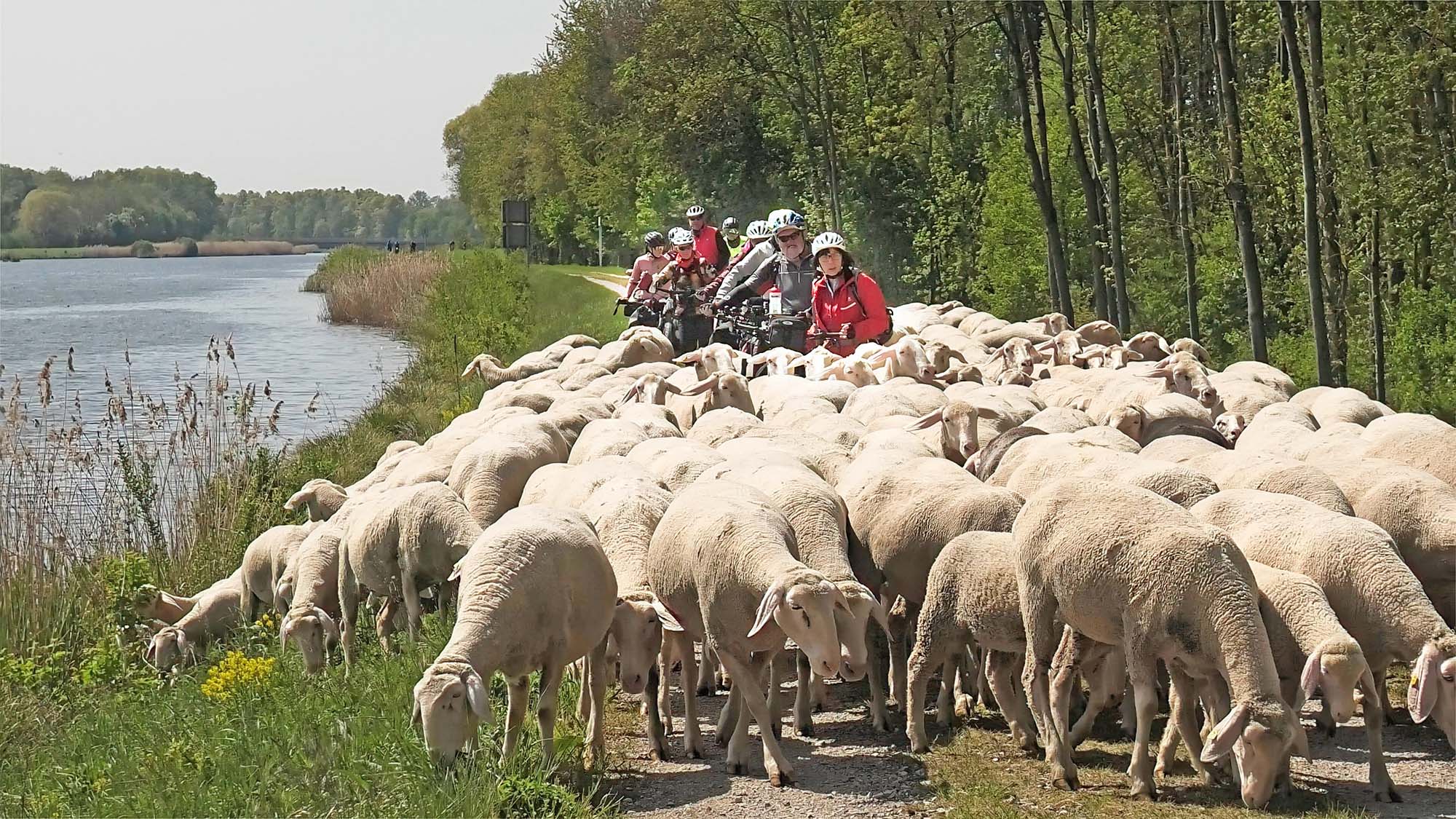 2025-5-5-NO-Martin Huber- Alpenverein Donautour E Bike Kein Durchkommen- Schafherde am Donauufer-min