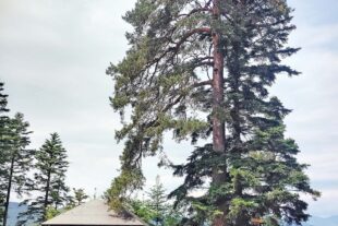 2025-6-13-ZE-UH-ibr- WuF Windkapf Imposante Kiefer bei der Philippsruhe