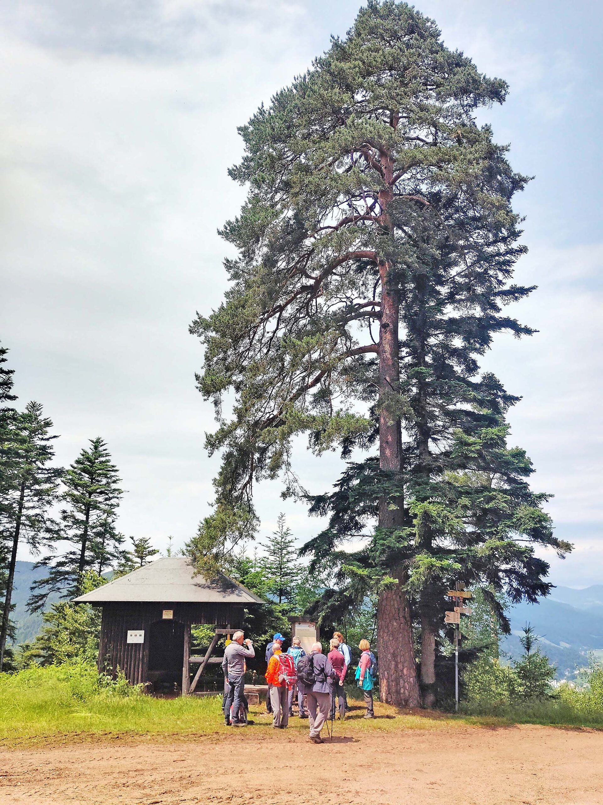 2025-6-13-ZE-UH-ibr- WuF Windkapf Imposante Kiefer bei der Philippsruhe