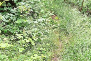 2025-6-30-BI-kp-SWV-Arbeitseinsatz-20250608_165259