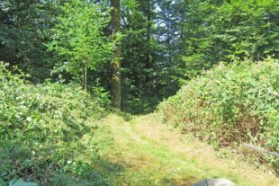 2025-6-30-BI-kp-SWV-Arbeitseinsatz-IMG_6365