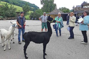 2025-6-4-BI-PB-bia-Prinzbach-Landesentscheid-und Alpakafreude