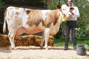 2025-7-21-OH-privat- Fleckviehschau 01_P1200935