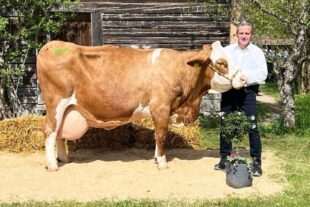 2025-7-21-OH-privat- Fleckviehschau 03_e6ff4729-7371-406e-9f19-c91456fd2b40