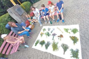 2025-8-18-OH-sp-DJK Kindersommer Kräuterbüschel 1
