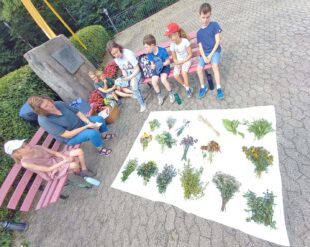 Wer kennt welche Kräuter?