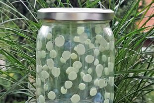 2025-8-22-NO-Herbert Vollmer-Ferienprogramm Bücherei-Glühwürmchenglas