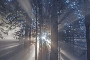 2025-8-27-OH-kal-Allmendwald-zvkIMG_1842crba