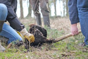 2025-9-17-BI-Karl Knauer-Vom Baum zur Verpackung und zurueck-Baumpflanzung