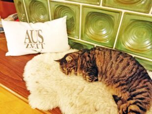 Kater Willi gönnt sich eine Auszeit