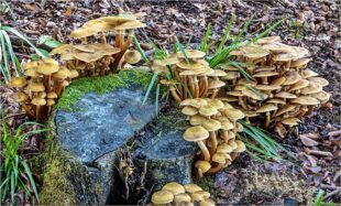 Fotogene Pilzzeit in heimischen Wäldern