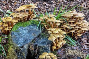 2025-10-2-OH-vo- Pilze von Robert Schwendemann 226A0031-HDR-Bearbeitet