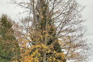 2025-11-3-Harmersbachtal-privat-Asiatische Hornisse-10-1