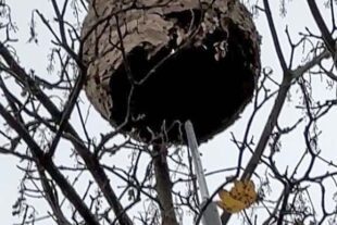 2025-11-3-Harmersbachtal-privat-Asiatische Hornisse-14-1