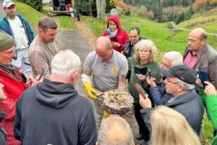 2025-11-3-Harmersbachtal-privat-Asiatische Hornisse-4-1