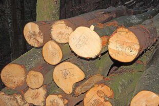 Gemeindewald bleibt Stütze für den Haushalt in Oberharmersbach