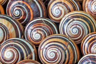 Land snail Collection