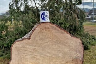 2026-2-2-ZE-UH-Verein-FVU_Arbeitseinsatz_Baum_Gefällt