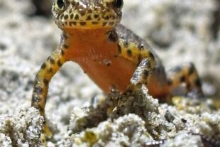 2026-2-23-BI-NABU Mittleres Kinzigtal-Krötenzaunaufbau-Bild 2