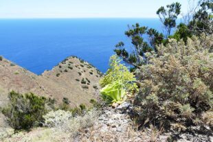 Förderverein Zeller Kunstwege: Die magische Insel im Atlantik 2026-2-27-ZE-Wolfgang Hilzensauer-La Gomera-P1690222