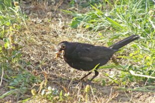 KODAK Digital Still Camera