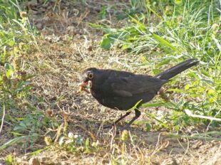 Frühjahrstreffen der Gartengruppe
