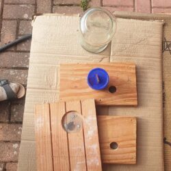 Asiatische Hornisse: Jetzt Königinnen stoppen