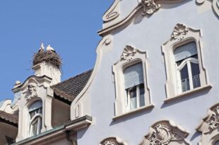 Zeller Störche werden zum Forschungsobjekt