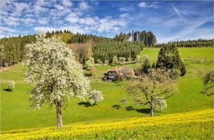 Wenn der Frühling die Hänge zum Leuchten bringt