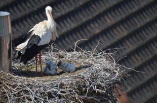 Fast alle Storchenpaare haben Nachwuchs