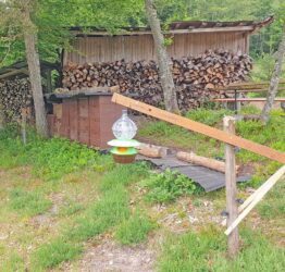 Gefährliche Jägerin breitet sich aus