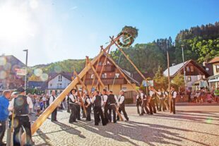 Muskelkraft richtet Maibaum auf