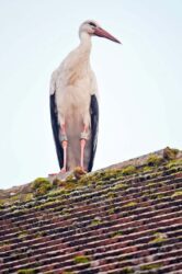 Storch „Lou“ gefällt’s in Zell